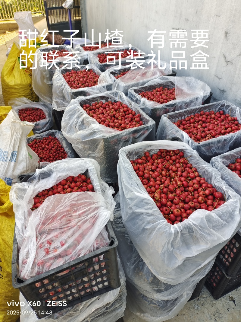 甜红子山楂***********
