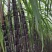 黑皮甘蔗