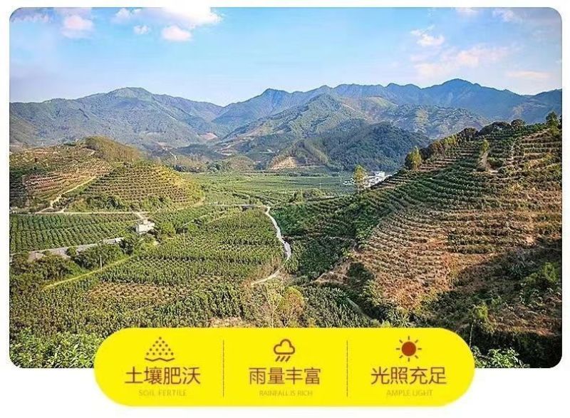 包邮）正宗丹东板栗当季新货新鲜板栗栗子高山农家毛栗子