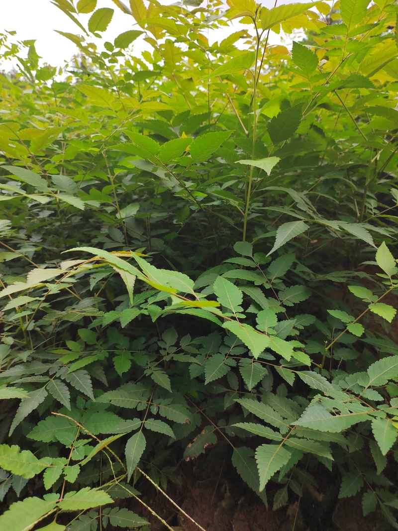 栾树杯苗