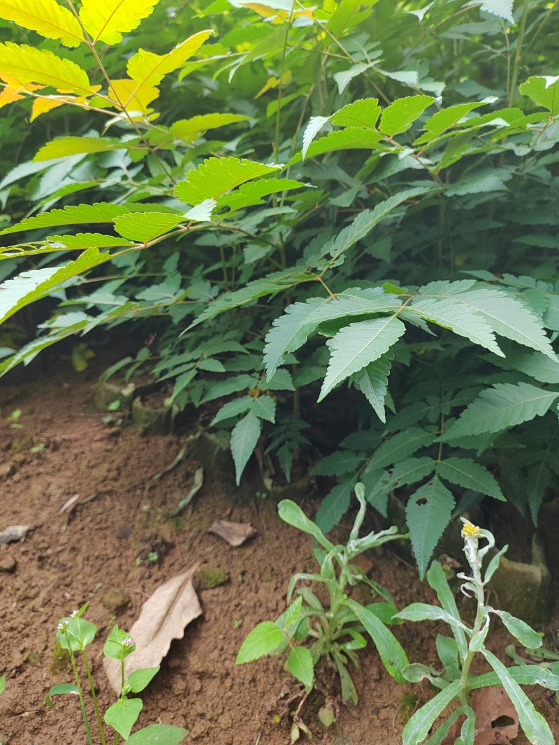 栾树杯苗