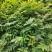 栾树杯苗