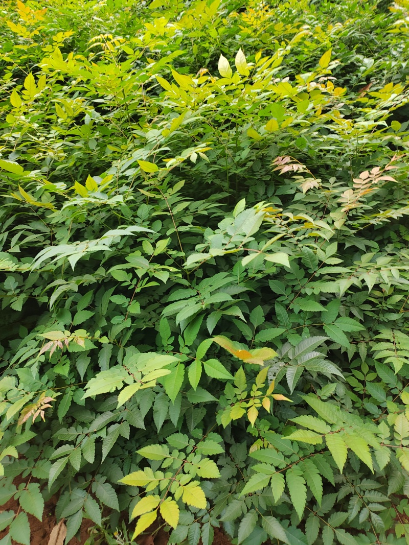 栾树杯苗