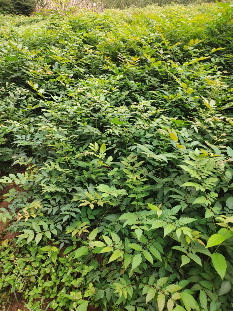 栾树杯苗