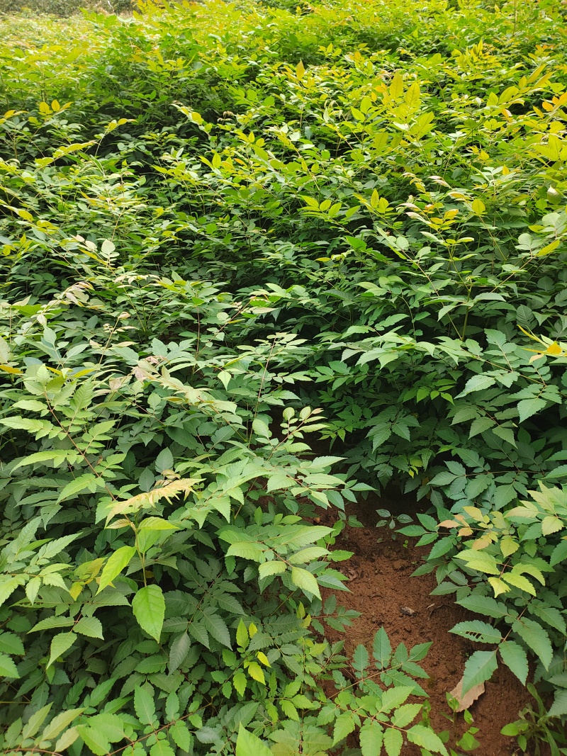 栾树杯苗