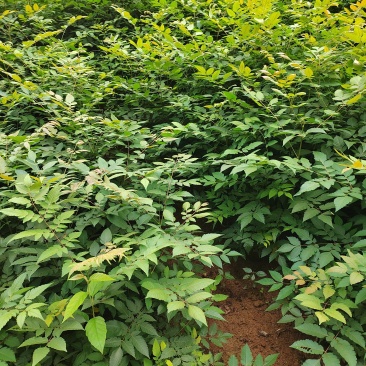 栾树杯苗
