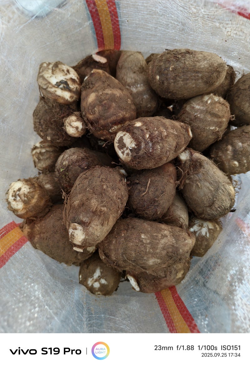 山东产地直发，牛奶毛芋，软糯香甜，口感细腻，保质保量，代发货