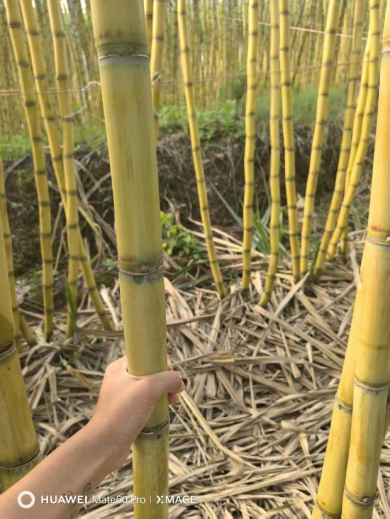 西双版纳黄金水果甘蔗大量上市，产地直发，品质保证服务周到