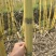 西双版纳黄金水果甘蔗大量上市，产地直发，品质保证服务周到