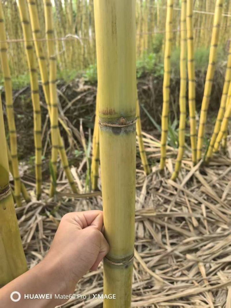 西双版纳黄金水果甘蔗大量上市，产地直发，品质保证服务周到