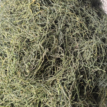 烘干绿豇豆电商专用