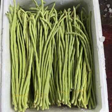 精品青珠豆角基地直供大量有货品质优现摘现发可视频看货