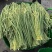 精品青珠豆角基地直供大量有货品质优现摘现发可视频看货