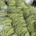 精品青珠豆角基地直供大量有货品质优现摘现发可视频看货