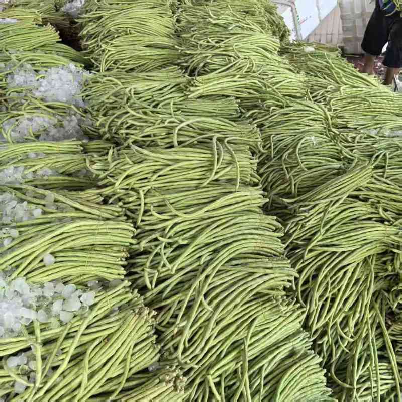 精品青珠豆角基地直供大量有货品质优现摘现发可视频看货