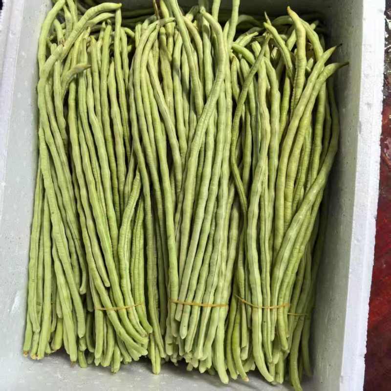 精品青珠豆角基地直供大量有货品质优现摘现发可视频看货