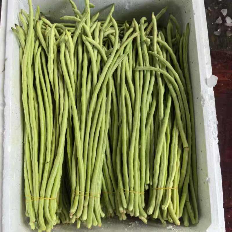 精品青珠豆角基地直供大量有货品质优现摘现发可视频看货
