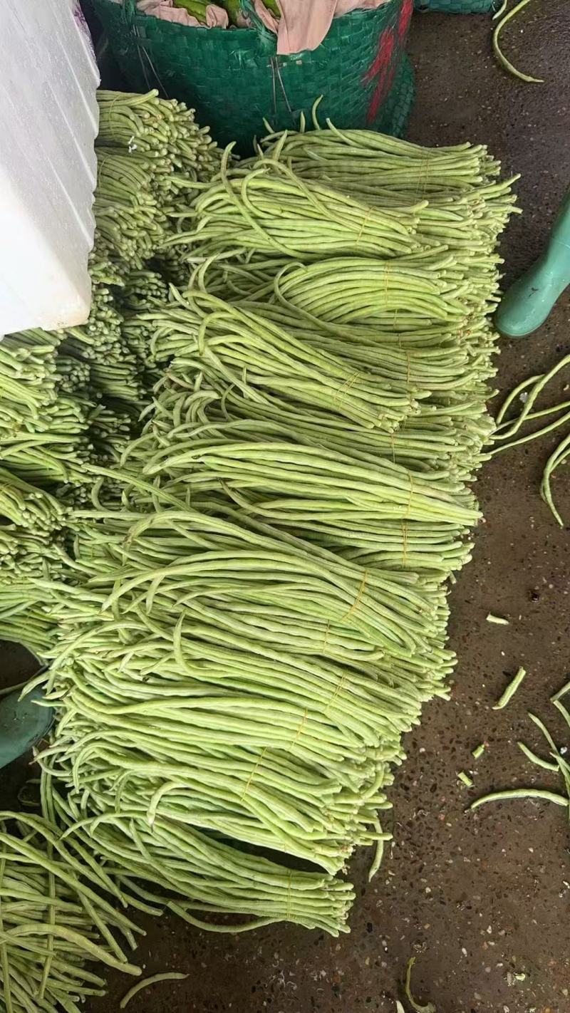 精品青珠豆角基地直供大量有货品质优现摘现发可视频看货