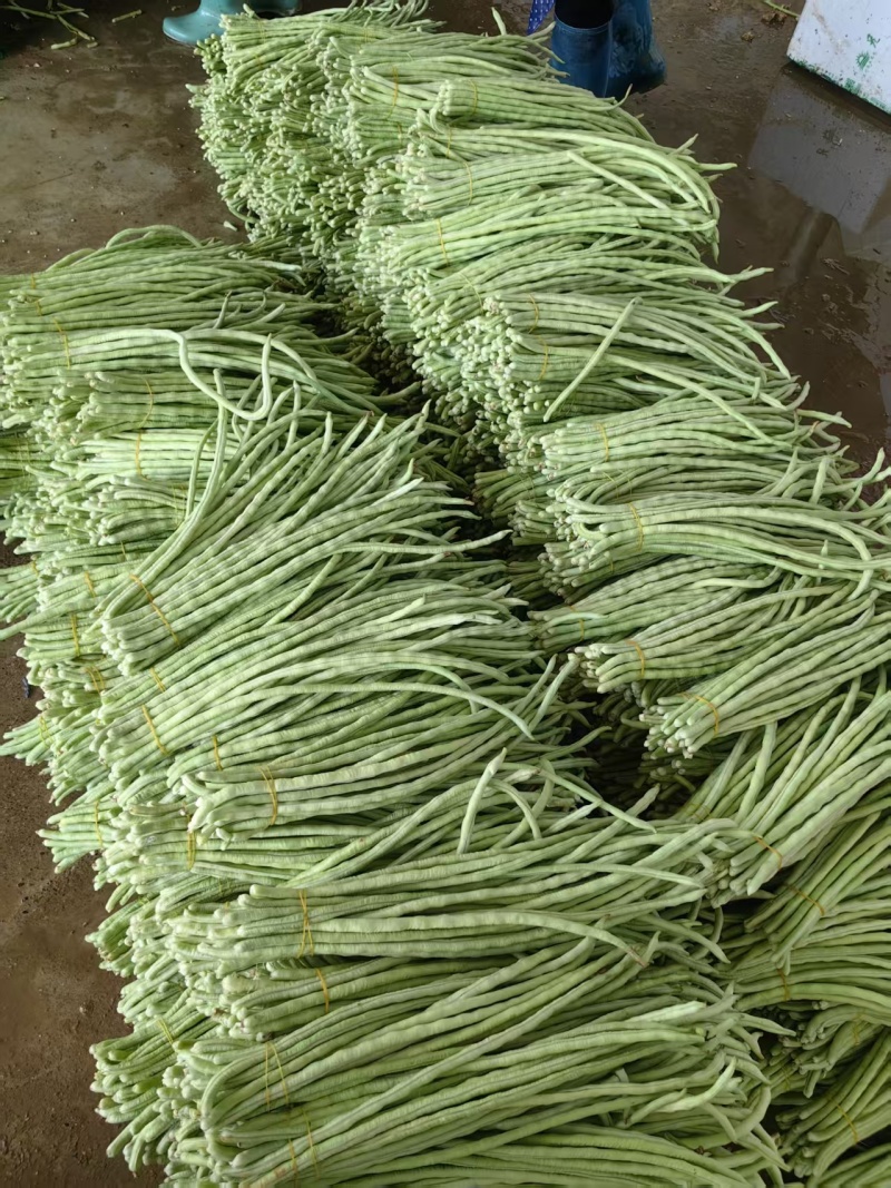 精品青珠豆角基地直供大量有货品质优现摘现发可视频看货