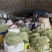 精品青珠豆角基地直供大量有货品质优现摘现发可视频看货