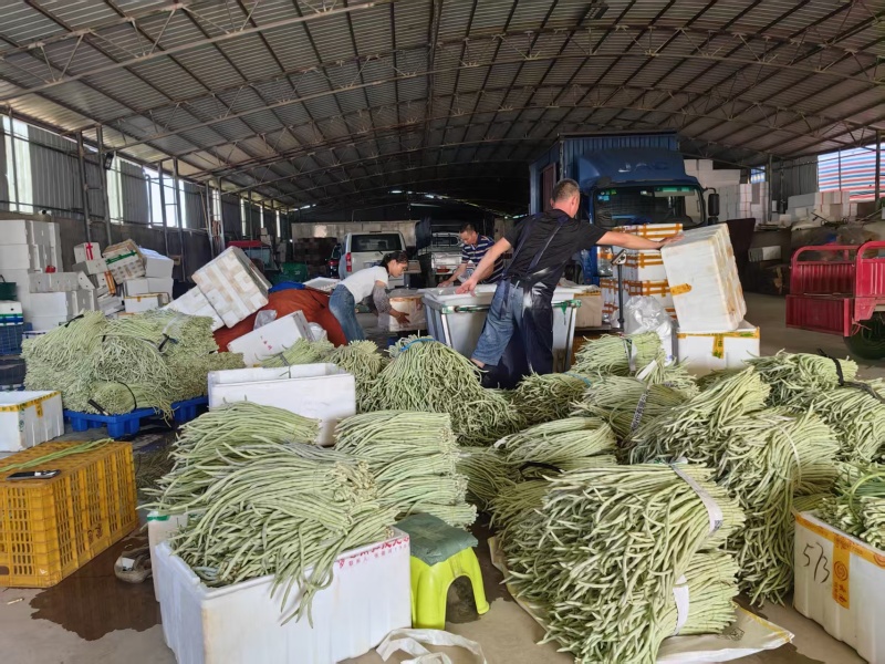 精品青珠豆角基地直供大量有货品质优现摘现发可视频看货