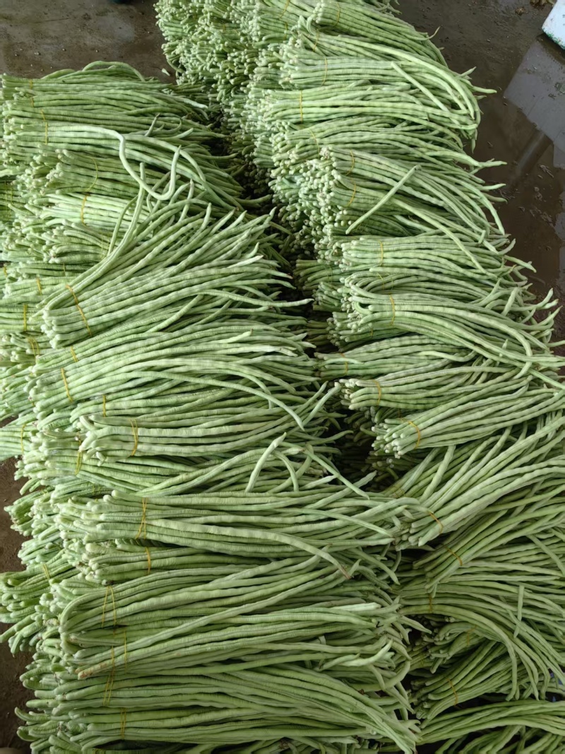 精品青珠豆角基地直供大量有货品质优现摘现发可视频看货