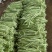 精品青珠豆角基地直供大量有货品质优现摘现发可视频看货