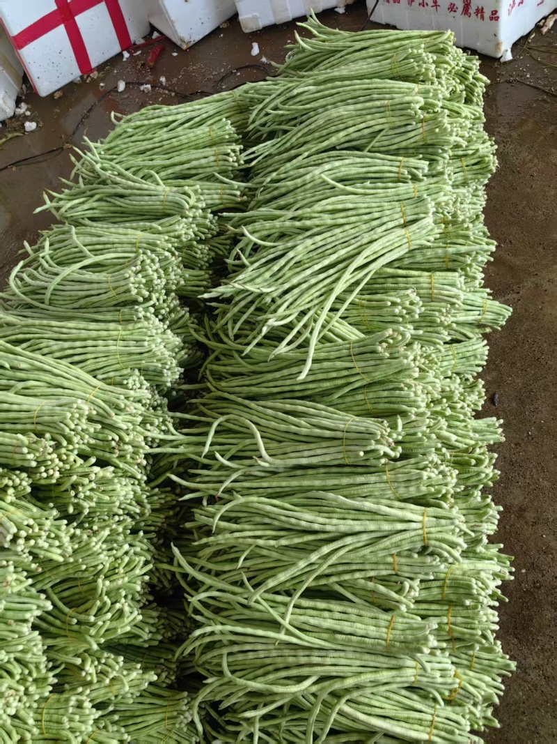精品青珠豆角基地直供大量有货品质优现摘现发可视频看货