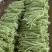 精品青珠豆角基地直供大量有货品质优现摘现发可视频看货