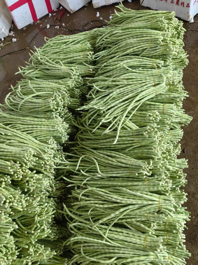 精品青珠豆角基地直供大量有货品质优现摘现发可视频看货