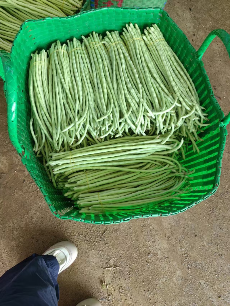 精品青珠豆角基地直供大量有货品质优现摘现发可视频看货