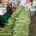 精品青珠豆角基地直供大量有货品质优现摘现发可视频看货