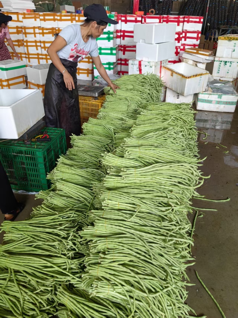 精品青珠豆角基地直供大量有货品质优现摘现发可视频看货