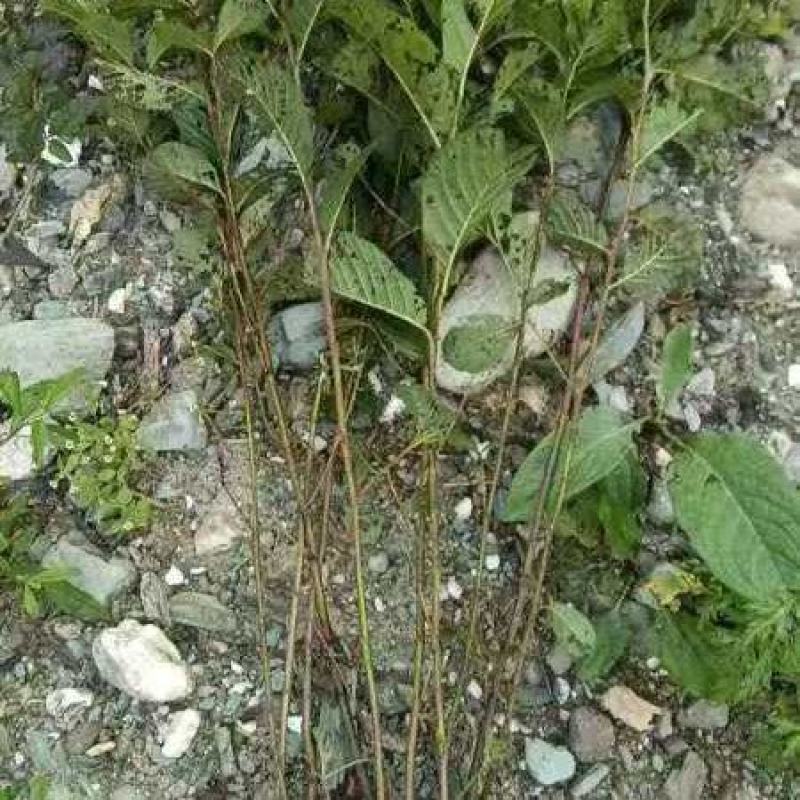 桤木树苗