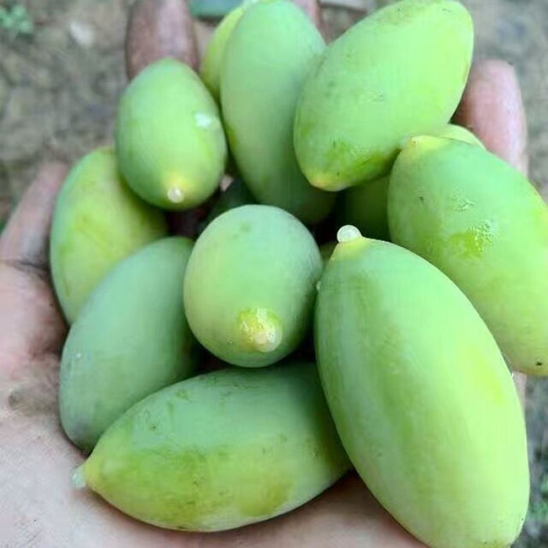 包邮）新鲜两头尖橄榄果新鲜现摘现发青果纯正天然原味青橄榄