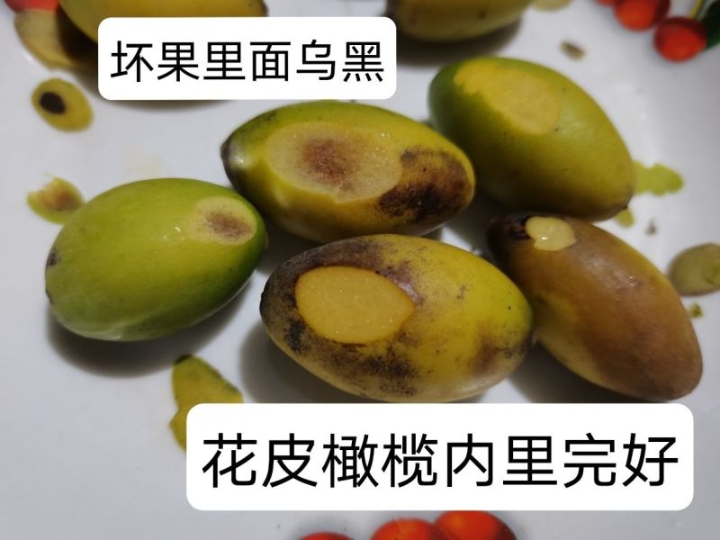 包邮）新鲜两头尖橄榄果新鲜现摘现发青果纯正天然原味青橄榄
