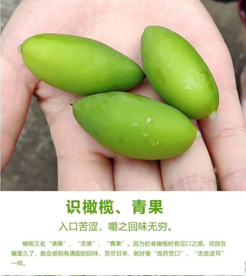 包邮）新鲜两头尖橄榄果新鲜现摘现发青果纯正天然原味青橄榄