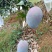 凯特芒换袋大量上市四川攀枝花原产地发货代办供货