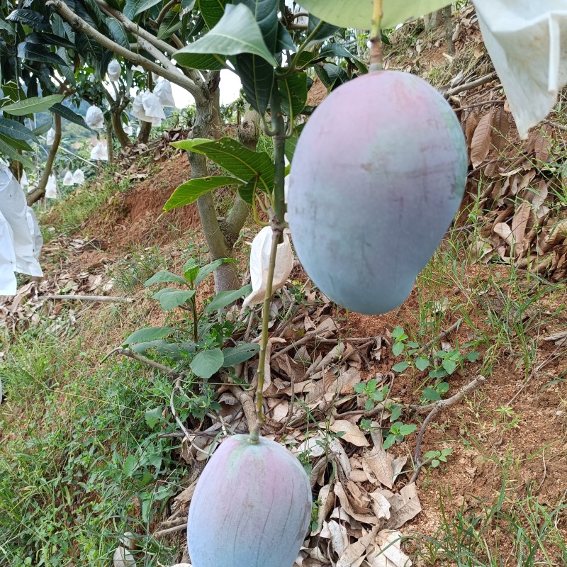 凯特芒换袋大量上市四川攀枝花原产地发货代办供货