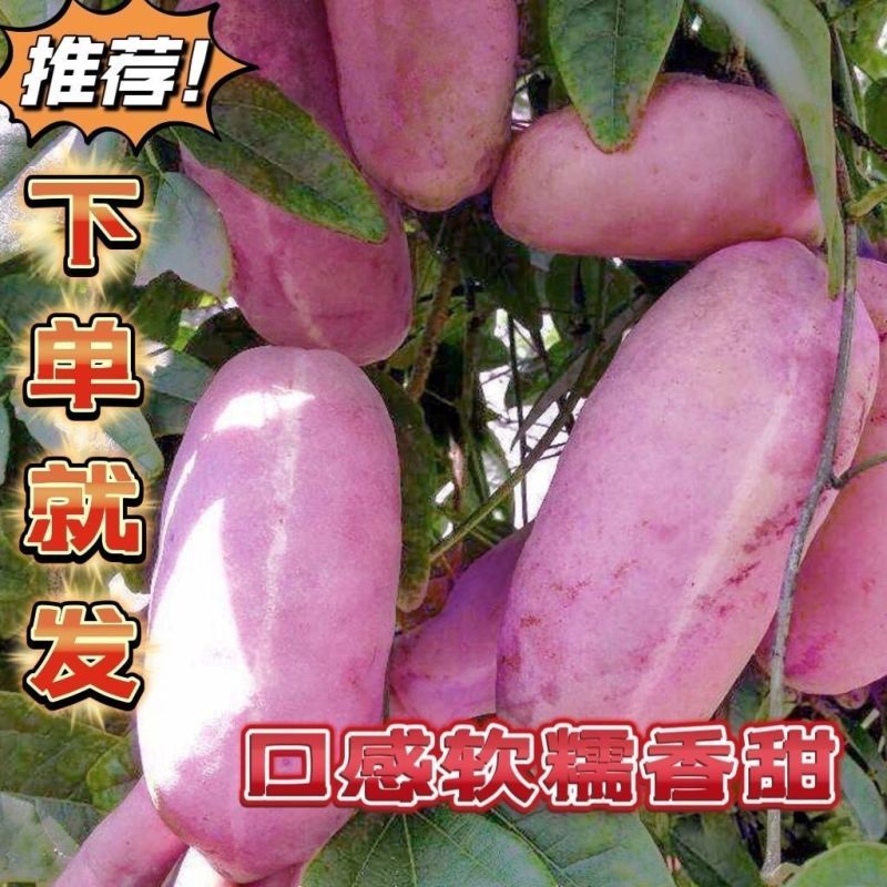 广西正宗八月瓜新鲜八月炸当季香瓜野香蕉甜瓜预知子