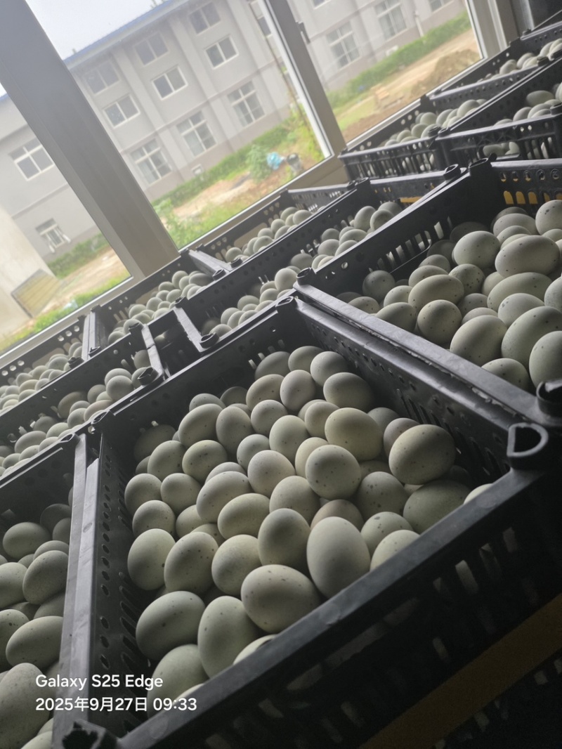 无铅松花蛋皮蛋厂家直发大量供应规格齐全全国发货
