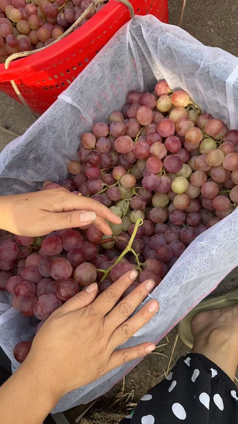 广西精选无籽克伦生提子当季新鲜葡萄现摘现发老少皆宜甜薄皮