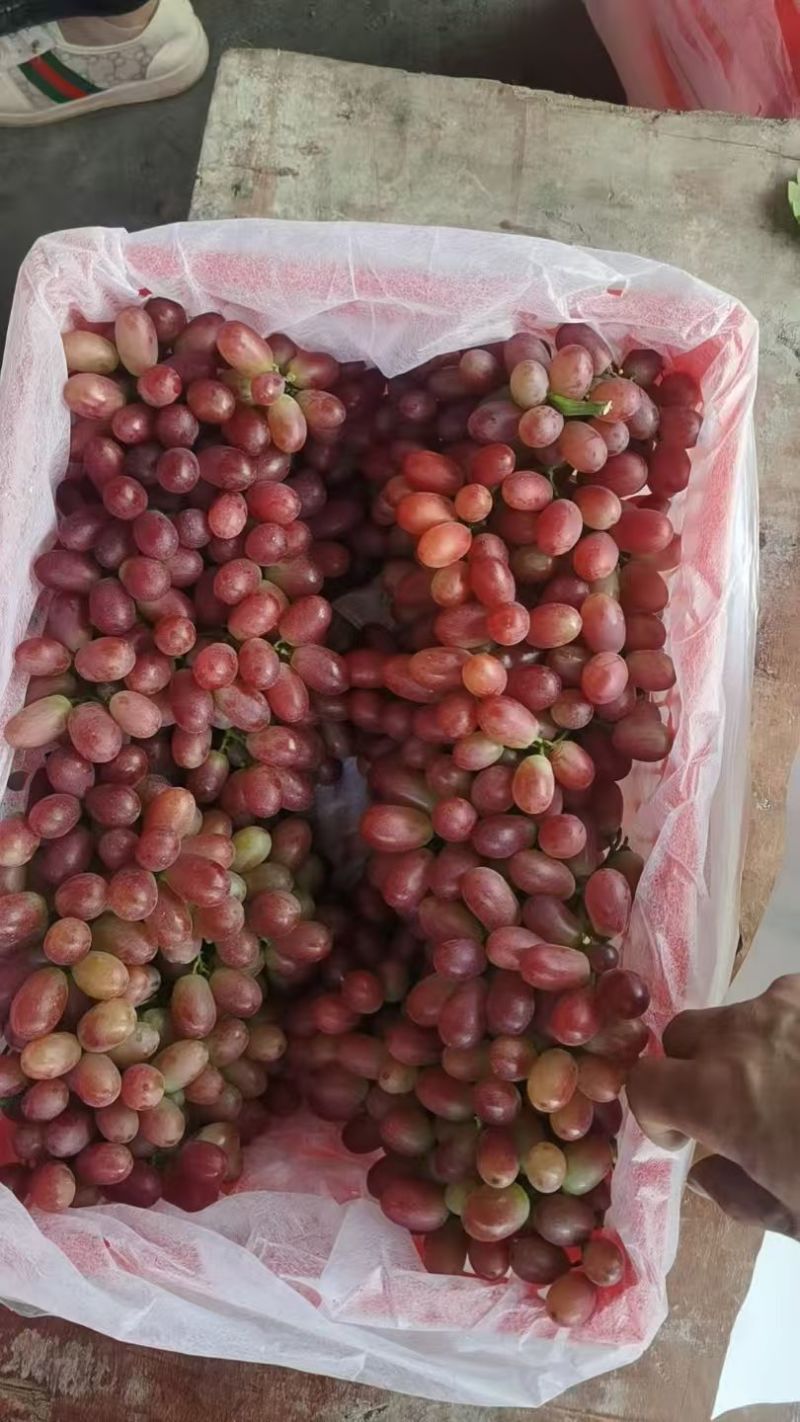 广西精选无籽克伦生提子当季新鲜葡萄现摘现发老少皆宜甜薄皮