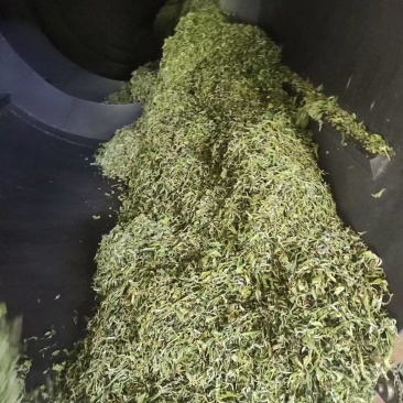 滇绿茶，产地直发，质量**，赚钱其次。100斤以上价更优