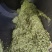 滇绿茶，产地直发，质量**，赚钱其次。100斤以上价更优
