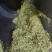 滇绿茶，产地直发，质量**，赚钱其次。100斤以上价更优