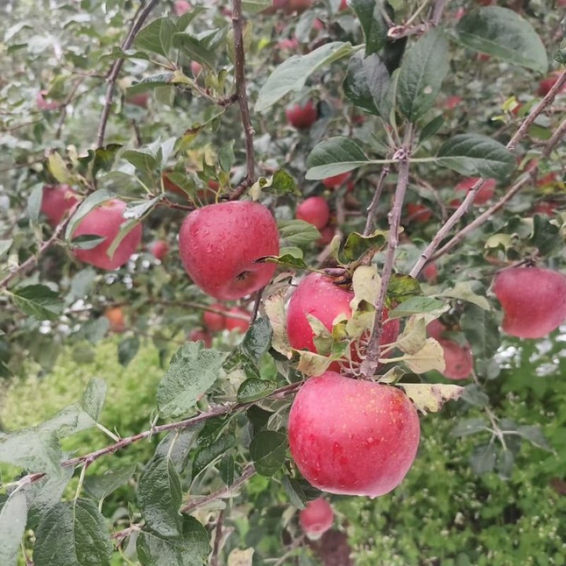 大凉山盐源苹果