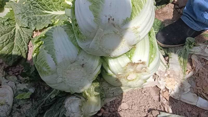 新鲜，