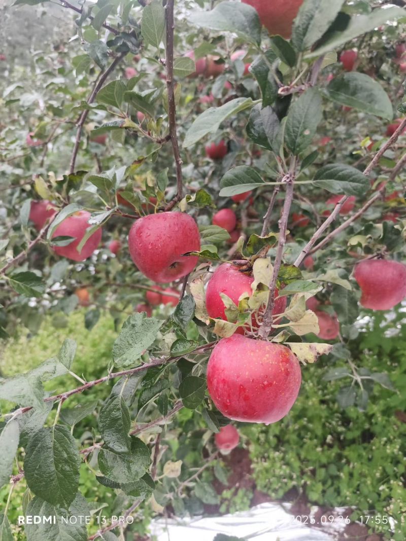 大凉山盐源苹果