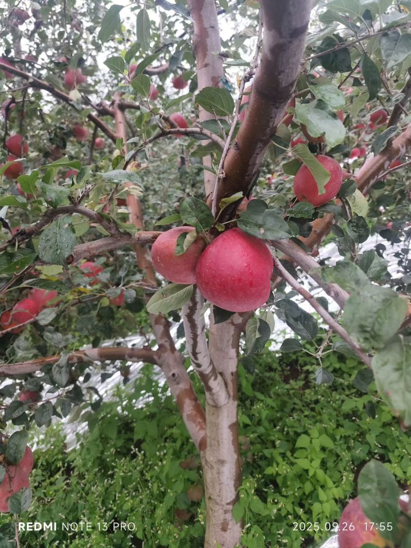 大凉山盐源苹果